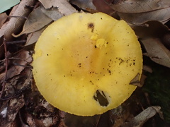Amanita flavella
