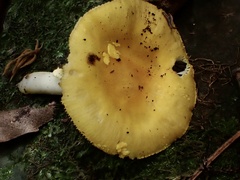 Amanita flavella