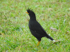 Acridotheres grandis