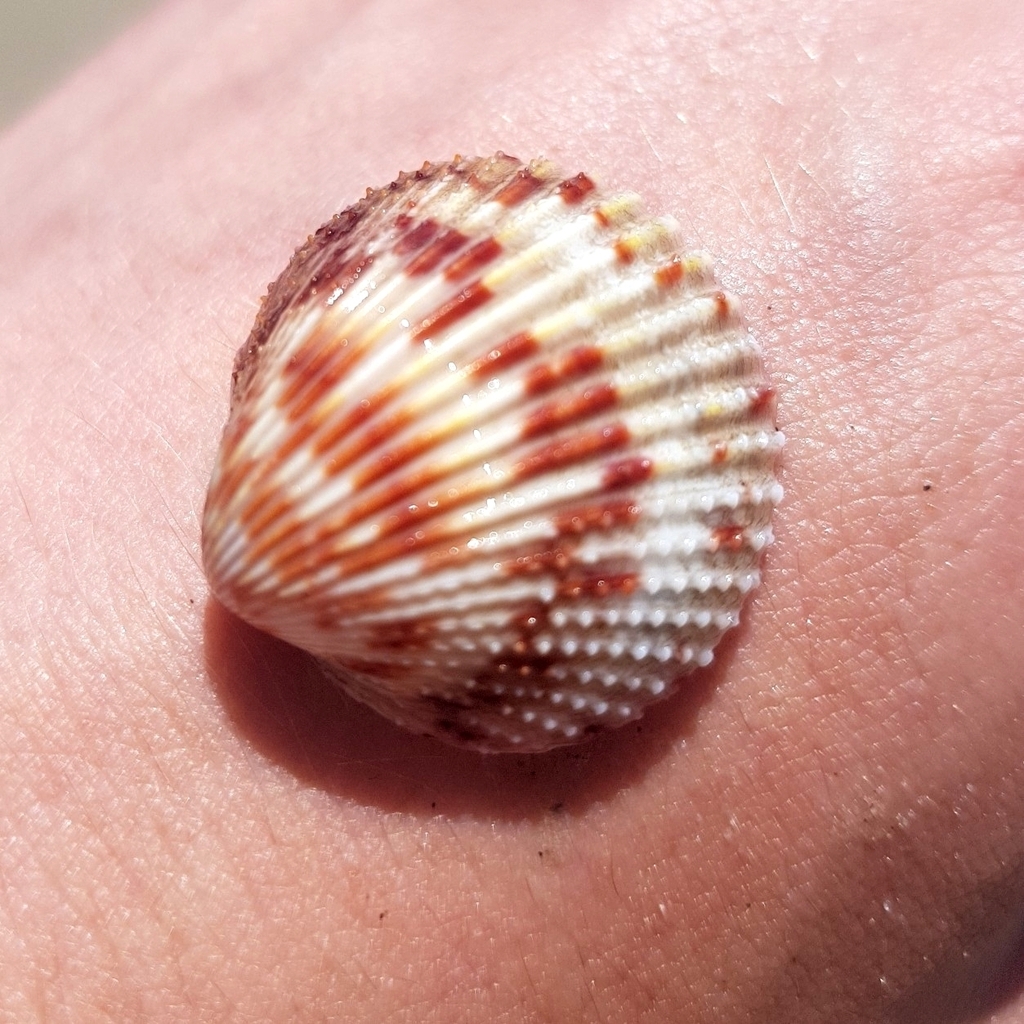 Dallocardia delicatula