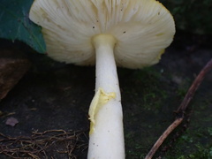 Amanita flavella