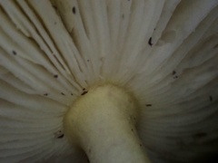 Amanita flavella