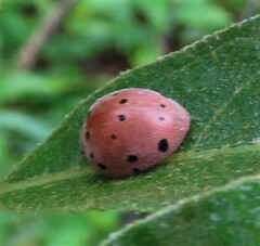 Solanophila paykullii