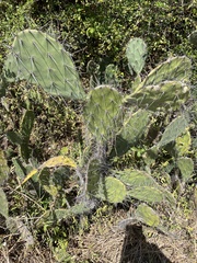 Opuntia elatior