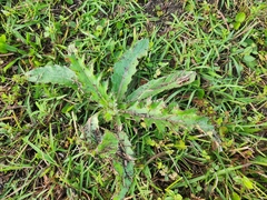 Cirsium horridulum vittatum