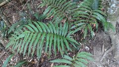Woodwardia japonica
