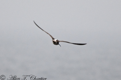 Numenius phaeopus phaeopus
