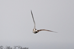 Numenius phaeopus phaeopus