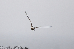 Numenius phaeopus phaeopus