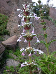 Morina longifolia