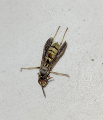 Fuscopolistes