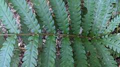 Woodwardia japonica