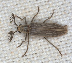 Rhipiceridae