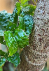 Polyscias guilfoylei