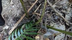 Woodwardia japonica