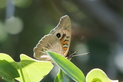 Junonia genoveva hilaris
