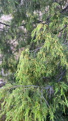 Juniperus flaccida