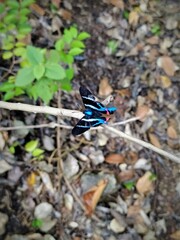 Rhetus arcius