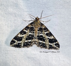 Arichanna interplagata