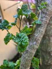 Polyscias guilfoylei