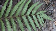 Woodwardia japonica