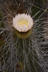 Eulychnia breviflora