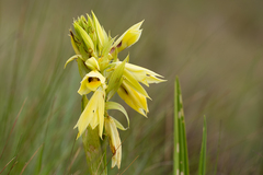 Eulophia welwitschii