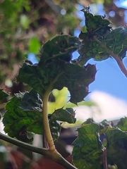 Polyscias guilfoylei