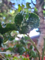 Polyscias guilfoylei