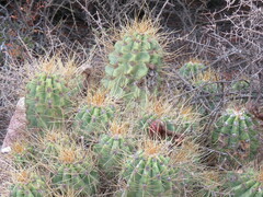 Trichocereus