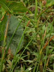 Eleocharis elegans
