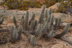 Eulychnia breviflora