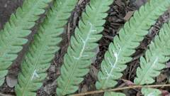 Woodwardia japonica