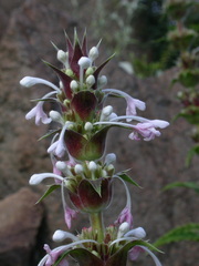 Morina longifolia