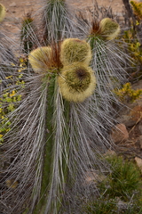 Eulychnia breviflora