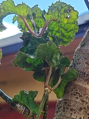 Polyscias guilfoylei