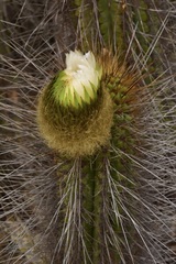 Eulychnia breviflora
