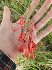 Russelia equisetiformis