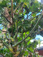 Polyscias guilfoylei