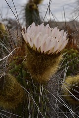 Eulychnia breviflora