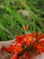 Russelia equisetiformis