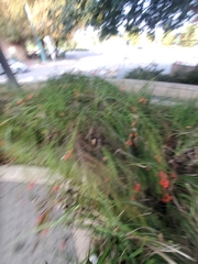 Russelia equisetiformis