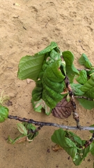 Coccoloba latifolia