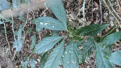 Meliosma callicarpifolia