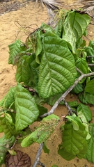 Coccoloba latifolia