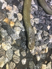 Pseudechis australis