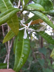 Tabernaemontana citrifolia