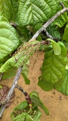 Coccoloba latifolia