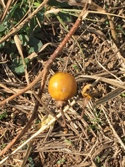 Solanum carolinense