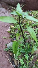 Scrophularia auriculata